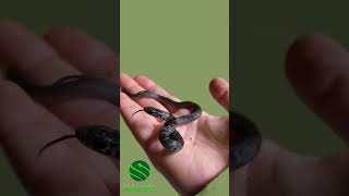 Super cute baby snakes 🐍 kyreptilezoo snakes reptiles rrg [upl. by Tamara]