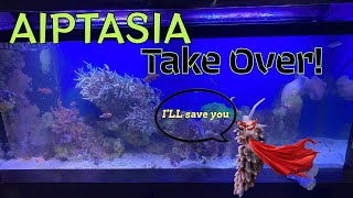 Aiptasia in Saltwater Aquarium 😩 [upl. by Norwood]