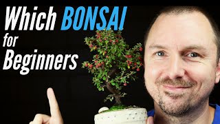 3 Best Bonsai Trees for Beginners  Which Bonsai Tree Should I Get [upl. by Abbott]