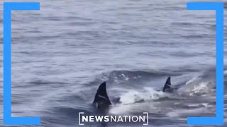 Pod of orcas attacks California family’s boat  NewsNation Now [upl. by Hugon]