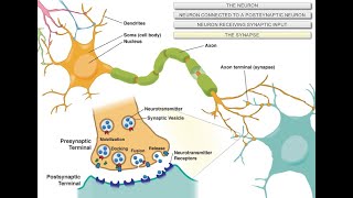 Intro to Neuroscience [upl. by Tessa]