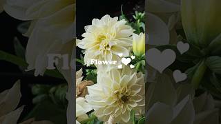 Flower ❤️  Ecopsychology  Beautiful flowers natureshorts flowers flowerlovers [upl. by Augustine]