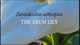 Zantedeschia aethiopica The Arum Lily Gardening with Gabriel [upl. by Kirsch952]