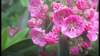 58 fleurs sauvages du début juin au Québec [upl. by Helmut]