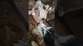 Fighting Over a Tattered Rope husky labsky tugofwar [upl. by Eahsed]