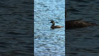 Piedbilled Grebe [upl. by Piegari]