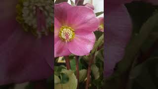 Helleborus AnnaS Red general knowledge Helleborus Lenten RoseShorts [upl. by Harelda]