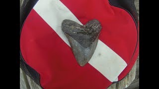 Megalodon Shark Teeth Hunting Near Wilmington North Carolina [upl. by Asillam]