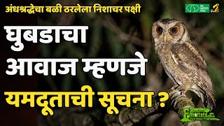 अंधश्रद्धेचा बळी ठरलेला पक्षी  घुबड  owl myths  Maha MTB [upl. by Ariana]