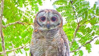 Indian Mottled Wood Owl call കാലൻകോഴിയുടെ ശബ്ദം [upl. by Forster]