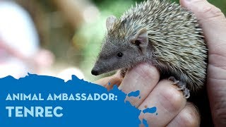 Animal Ambassador Meet Elise [upl. by Assin798]