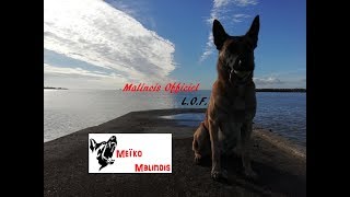 Confirmation Meïko Malinois [upl. by Ennaeus]