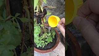 Take care of your plants youtube youtubeshorts youtuber [upl. by Doone]