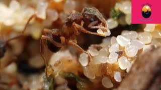 Ants discovered agriculture 66 million years ago [upl. by Worsham67]