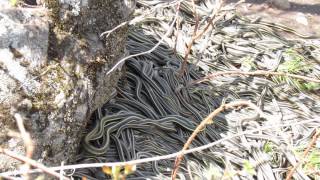 Common Garter Snake redsided at hibernaculum southeastern SK Canada May 1613 [upl. by Tyree]