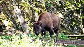 Bison und Wapitis [upl. by Elad]