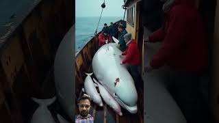 Amazing white dolphins with baby whale storiessailor dolphin shark ocean fishing sharktale [upl. by Ahsikahs]