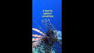 5 Facts about Lionfish [upl. by Mckinney]