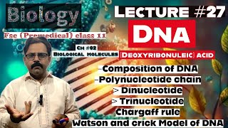 Structure of DNA Deoxyribonucteic acid Composition BIOCHEMISTRY biology class 11  in UrduHindi [upl. by Alonzo]