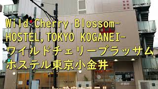 小金井のホステルWild Cherry BlossomHOSTELTOKYO KOGANEIに泊ってきた [upl. by Candra]