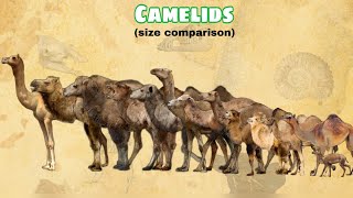 CAMELIDS  Size Comparison  All Species [upl. by Lrigybab]