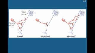 Learning Habituation amp Sensitization [upl. by Enelrats]