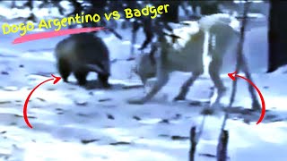 Dogo Argentino vs Badger [upl. by Omlesna889]