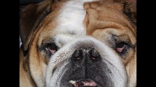 Everything you need to know about brachycephalic ocular syndrome [upl. by Ray]