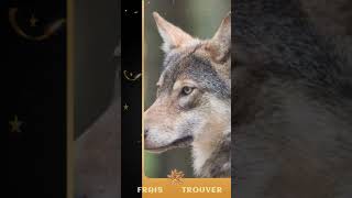 L Harmonisation du Loup [upl. by Eden888]