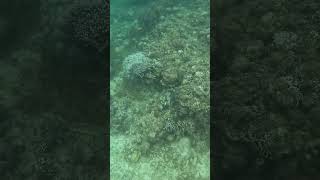 Snorkeling Adventures Philippines New coral growth is looking amazing [upl. by Bell]