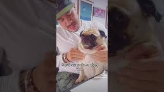 MASAJES A BRUNO parati mascotasdetiktok [upl. by Gnap]