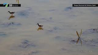 Andarríos bastardo  Wood sandpiper  Tringa glareola´Doñana National Park [upl. by Atat]