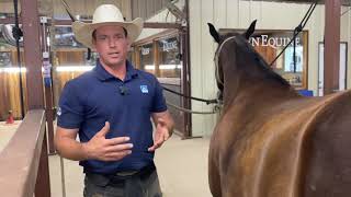 Satisfying Horse Hoof Restoration A step by step guide of the hows and why’s of horse shoeing [upl. by Gnouhc]