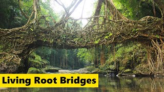 Ancient Living Root Bridges [upl. by Idrahs]