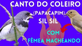 Canto do Coleiro Papacapim Sil Sil com Fêmea Macheando [upl. by Alamaj]