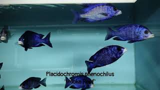 Integral Aquatics Placidochromis phenochilus Mdoka reef [upl. by Luke]