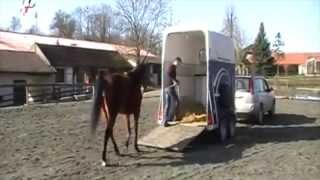 Comme faire monter un cheval dans un van [upl. by Veradis]