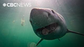 Why scientists are tagging great white sharks [upl. by Charleton502]