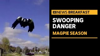 Heads up Its magpie swooping season in Australia  ABC News [upl. by Emmott]