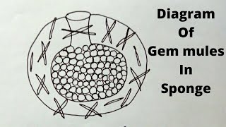 How To Draw Gemmules In Sponge  Diagram of Gemmules In Sponge in Very Simple amp Easy Way [upl. by Teria]