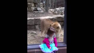 Lion Attacks Little Girl At Zoo [upl. by Gabriello]