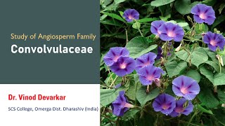 Study of Family Convolvulaceae by Dr V D Devarkar [upl. by Ssepmet]