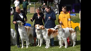 The Finnish Borzoi Specialty 862024 [upl. by Nyved]