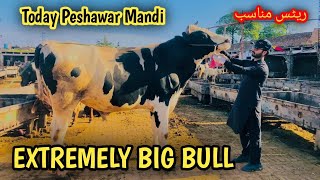 Peshawar Kala Mandi Aggressive Bulls Aaj Mandi Ke Rates Ache The Big Bulls 30 April 2024 cow mandi [upl. by Dominga]