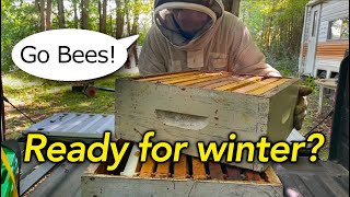 Beekeeping Fall Checklist Are They READY Antibiotics Harvesting the Goldenrod Honey [upl. by Eugenius]