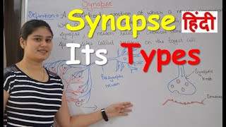 Synapse Physiology in Hindi  Types  Classification of synapse  Functions [upl. by Notac]