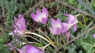 Colchicum Autumnale [upl. by Nidak]