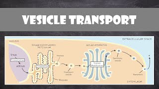 Vesicle Transport within Cells  Cell Biology [upl. by Supat]