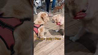 Enzos Day Out at Pune Pupper Party  Fun Times at Kopa Mall  Pet Fed India dog shorts reels [upl. by Hassett]