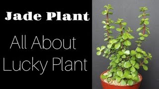 how To Propagate jade Plant  All About Jade Lucky Plant [upl. by Allevon]